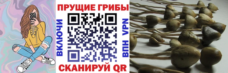 купить наркоту  Клин  Галлюциногенные грибы Magic Shrooms 